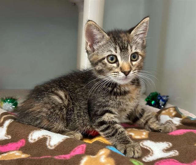 JUNIPER, Adoptable, Kitten Female Domestic Short Hair.