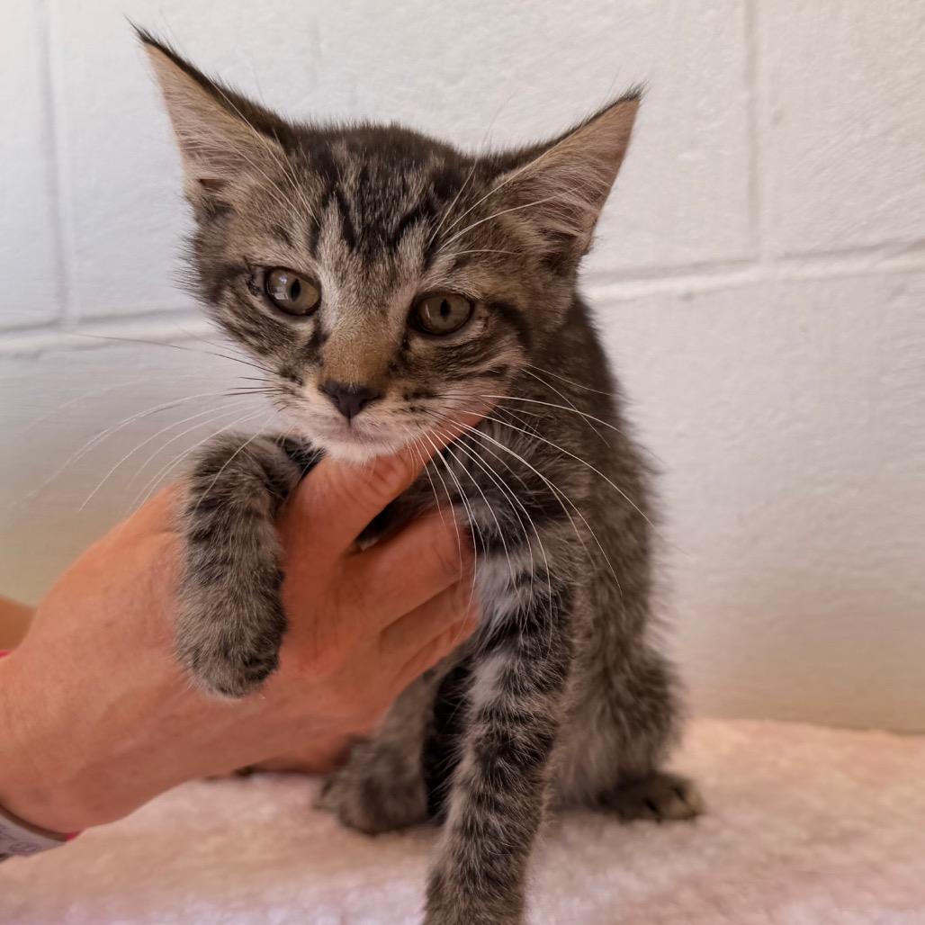 Truman, Adoptable, Kitten Male Domestic Short Hair.