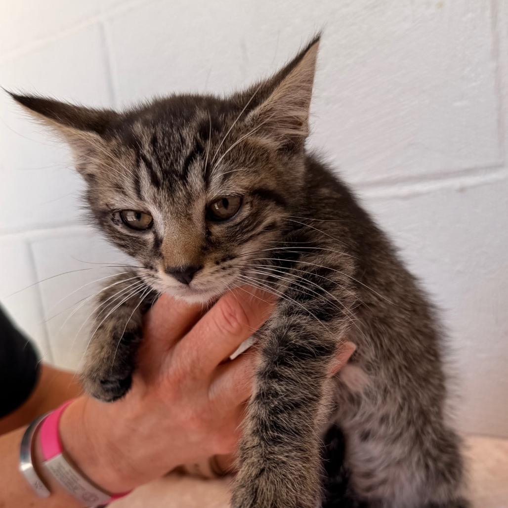 Truman, a Adoptable Domestic Short Hair in Evensville, TN image 3/4