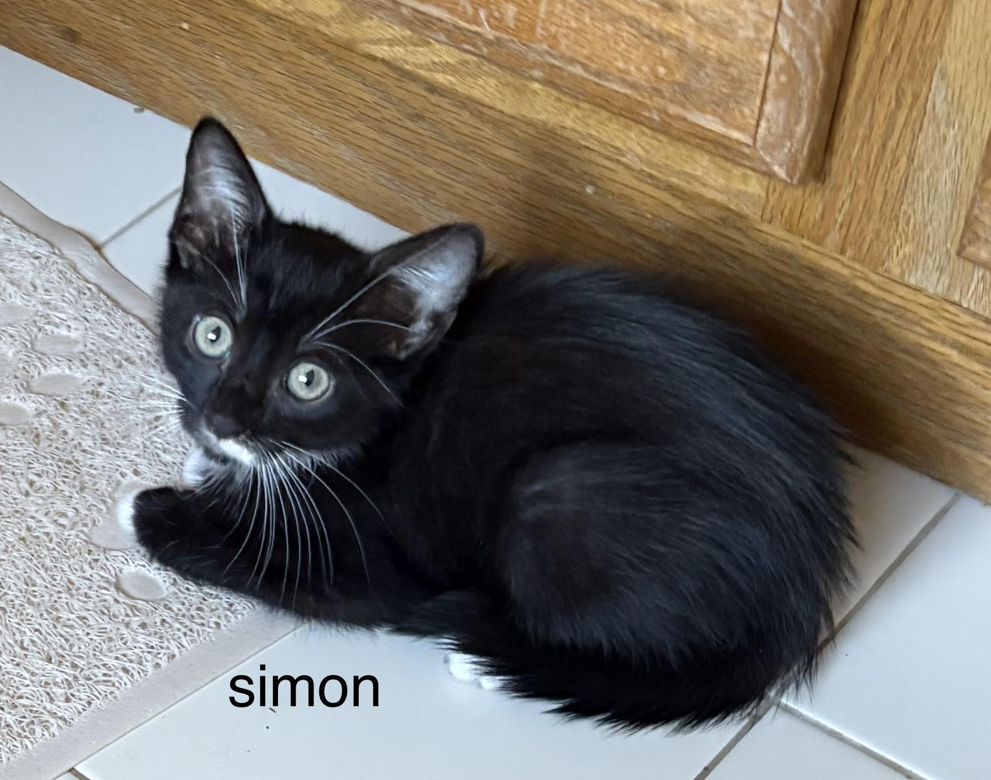 Enlarge Simon, a Adoptable mixed breed in Annapolis, MD image 2/2