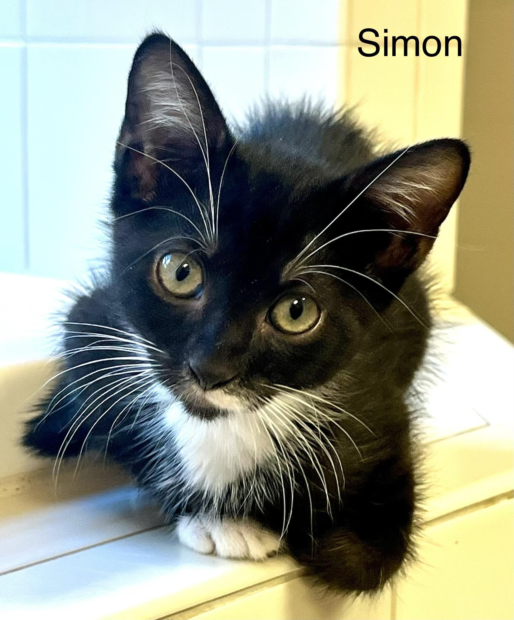 Simon, Adoptable, Kitten Male Domestic Short Hair.