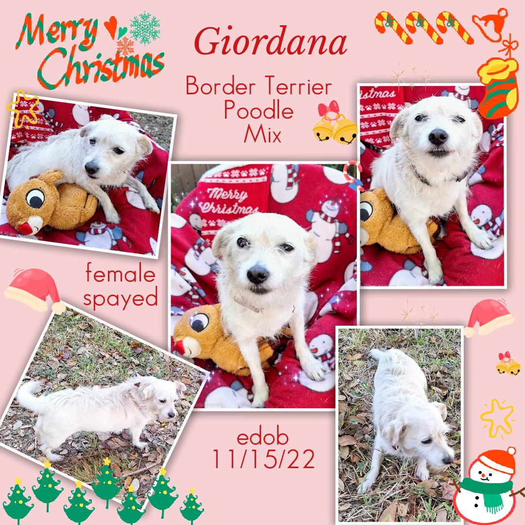 Giordana Wvt thumbnail 3