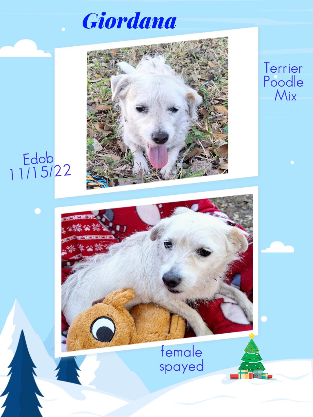 Giordana Wvt thumbnail 5