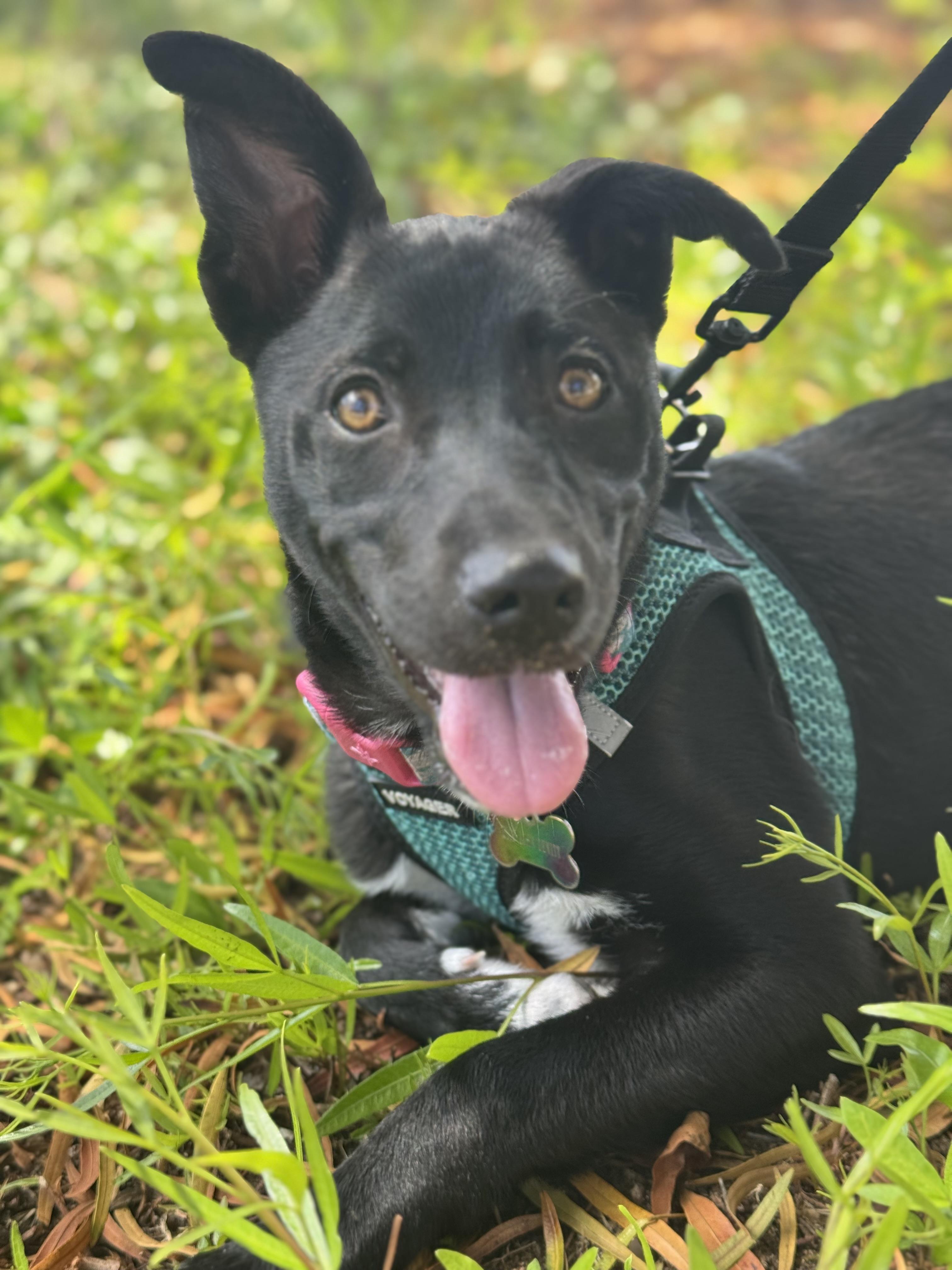 Posh, ADOPTABLE, Young Female Labrador Retriever & Husky.