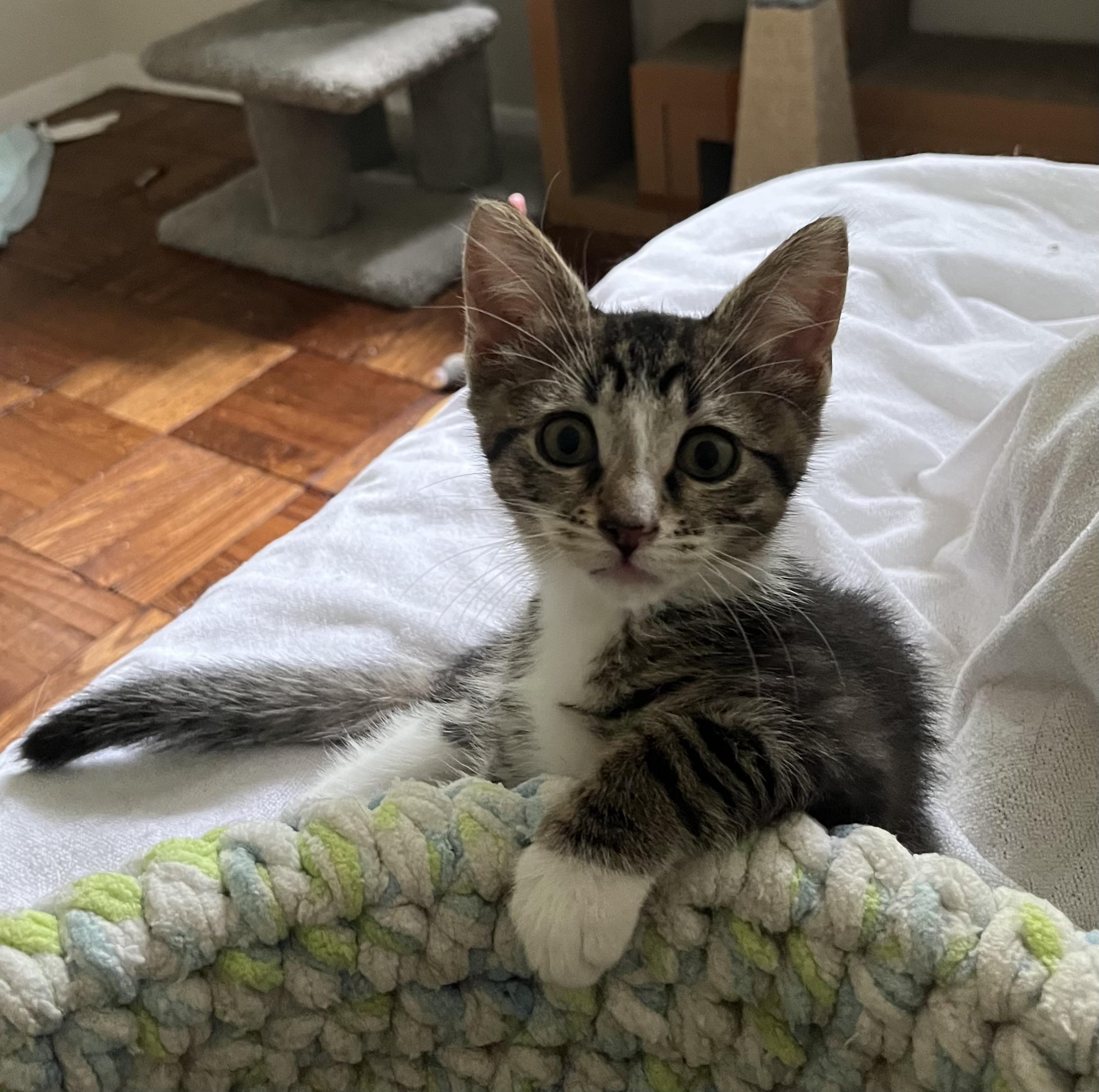 Cosmic 'n Ziti - Adorbs
