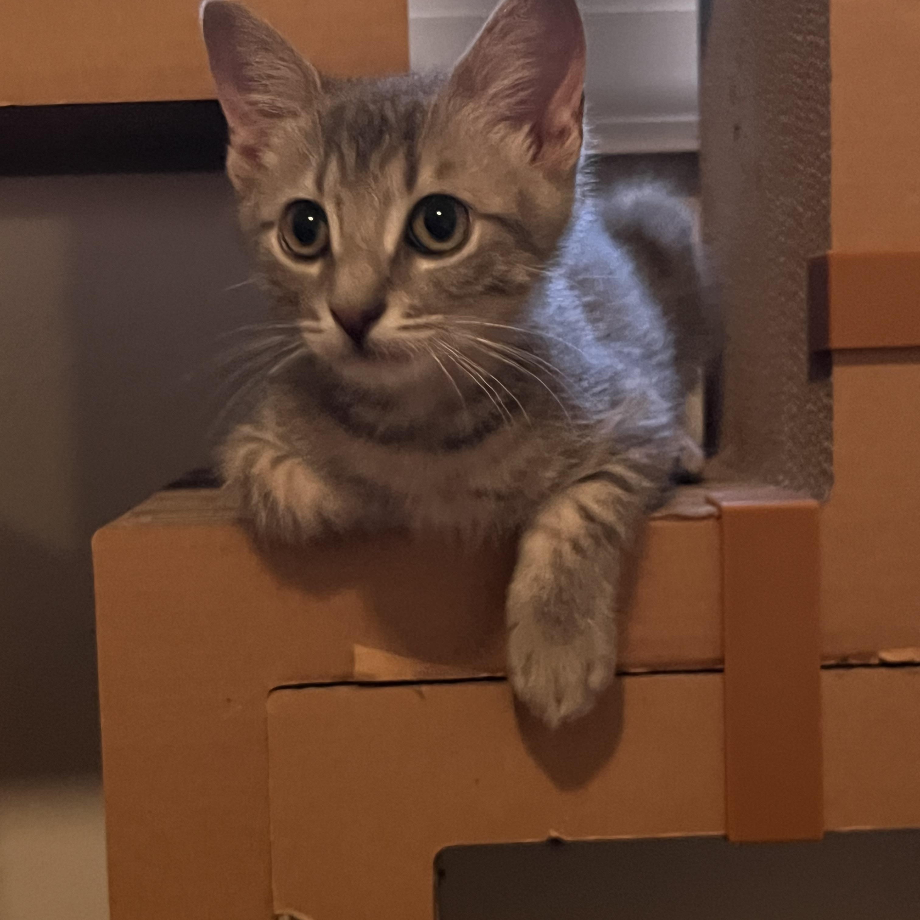 Cosmic 'n Ziti - Adorbs