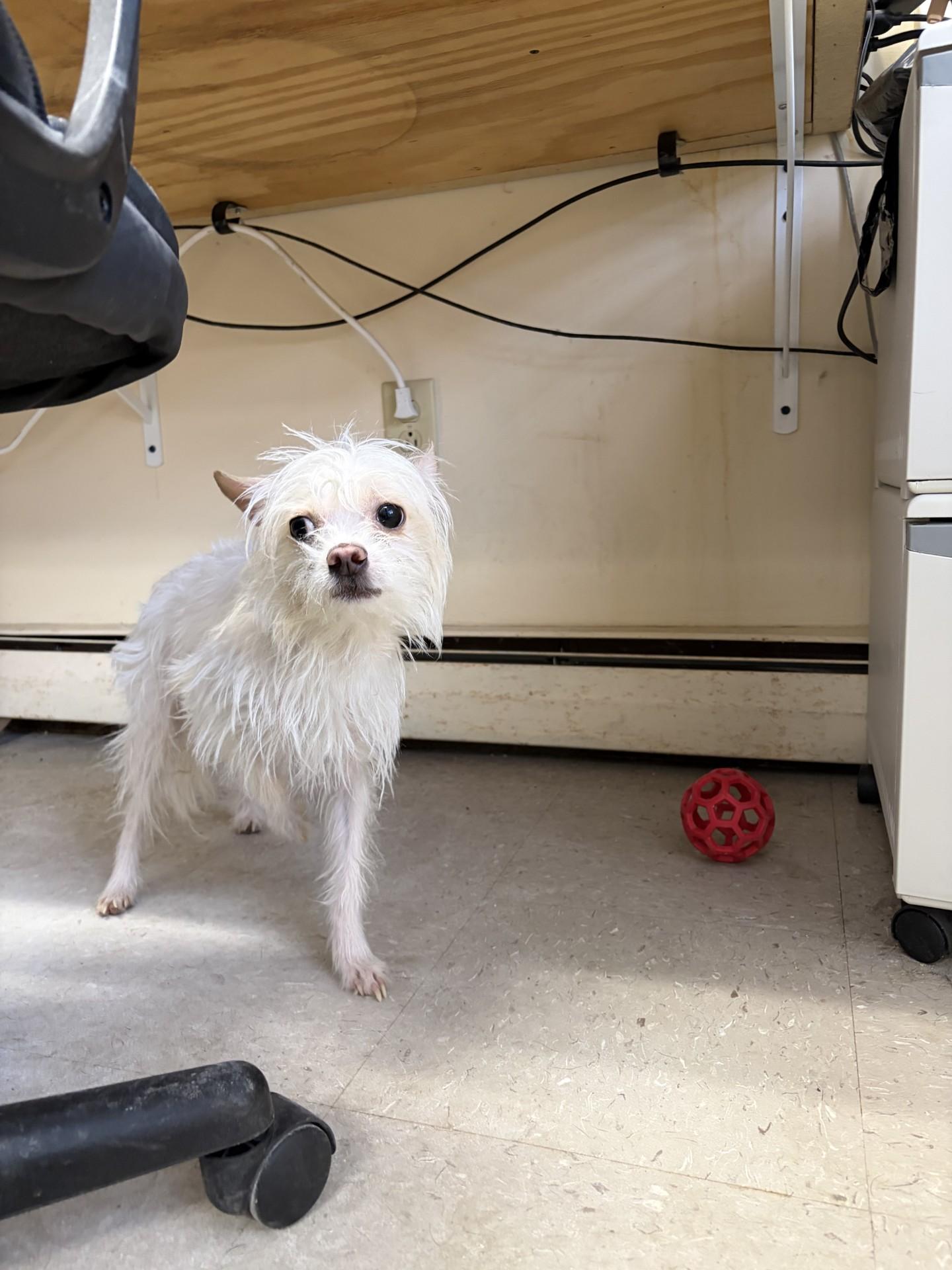 Enlarge Jeter, a ADOPTABLE mixed breed in Cranston, RI image 3/3
