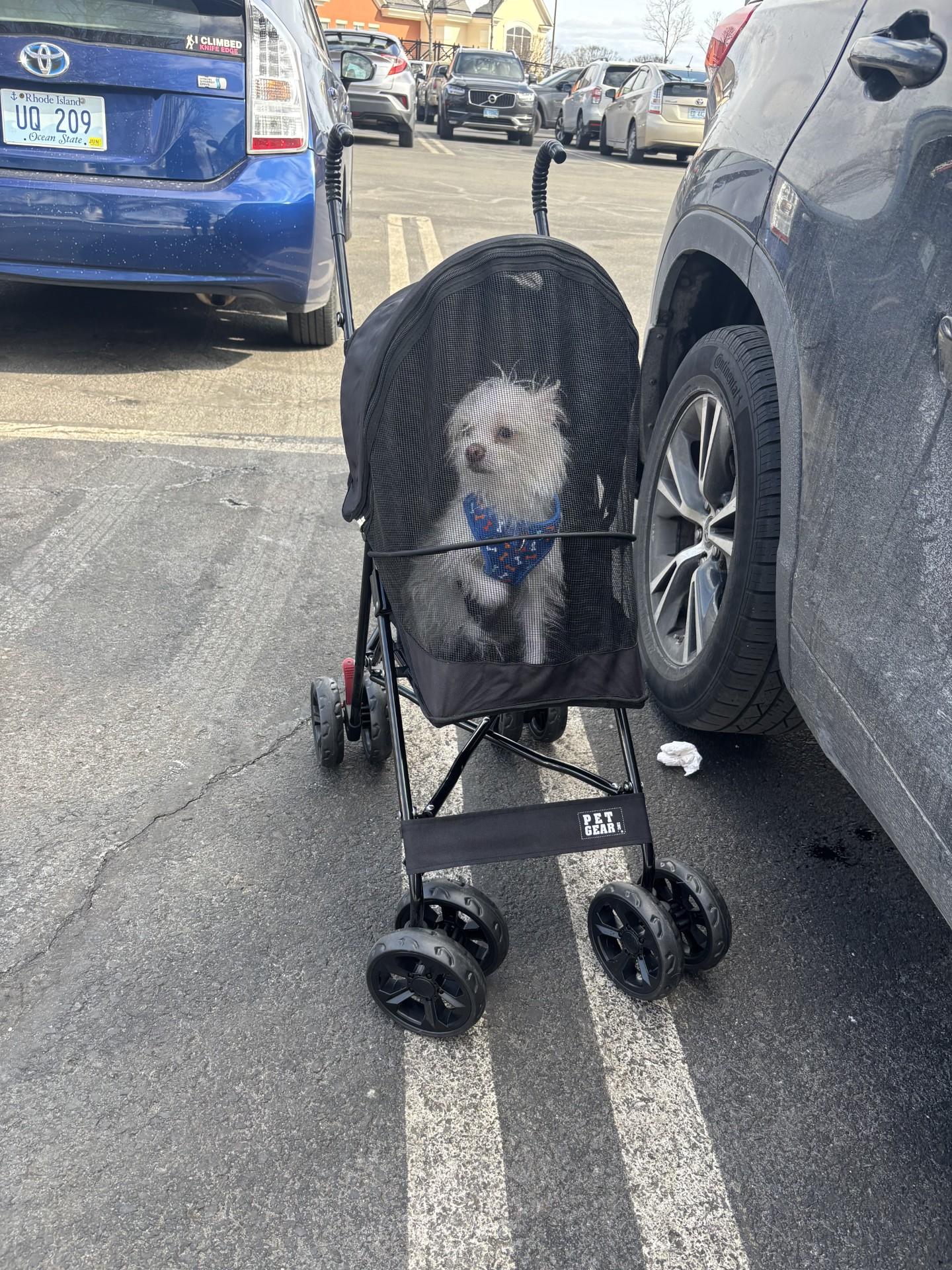 Enlarge Jeter, a ADOPTABLE mixed breed in Cranston, RI image 2/3