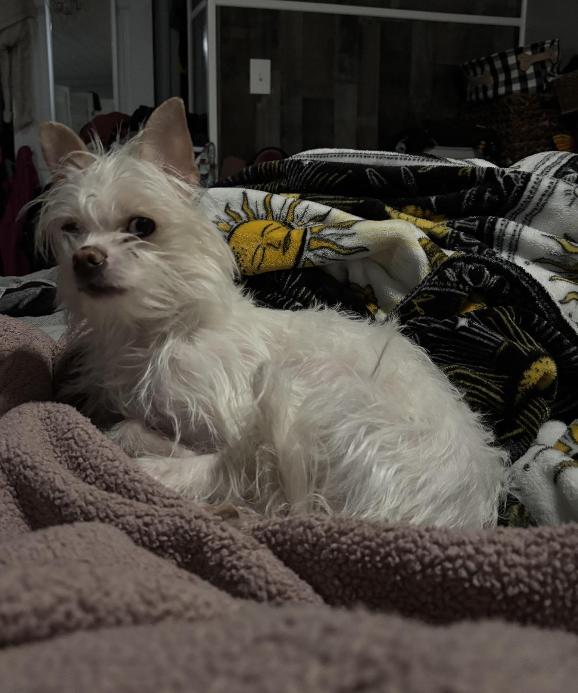 Jeter, ADOPTABLE, Young Male Chihuahua & Shih Tzu.