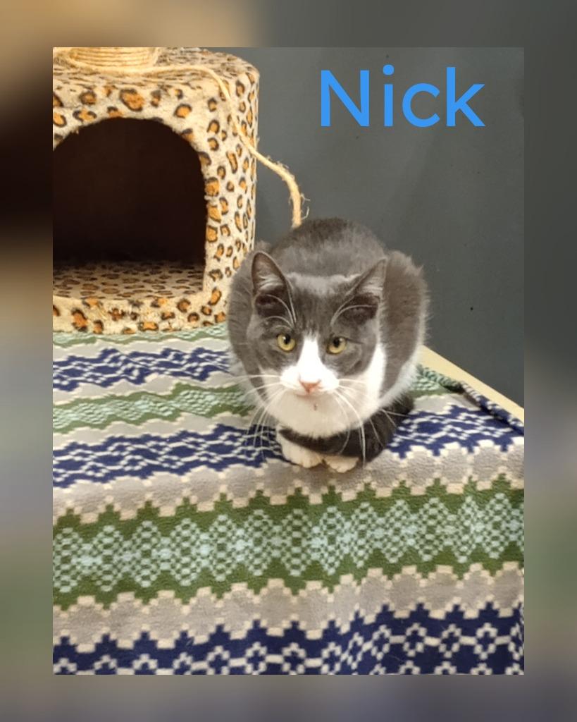 Nick, Adoptable, Young Male Domestic Short Hair.