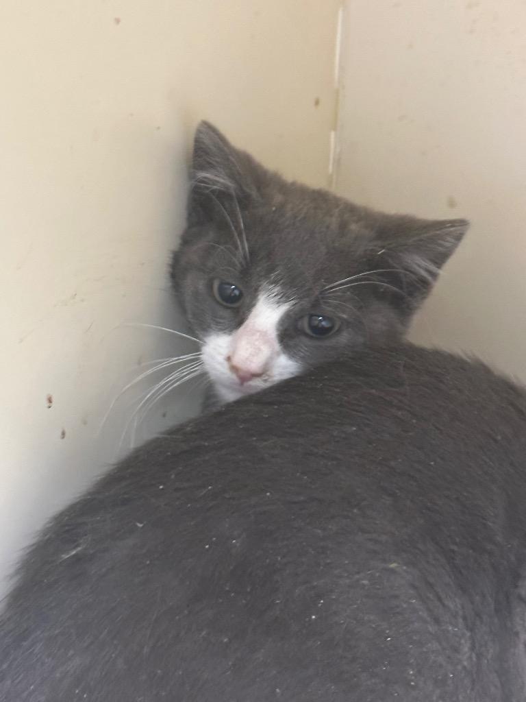 Enlarge Nick, a Adoptable mixed breed in LIberty, NY image 2/2