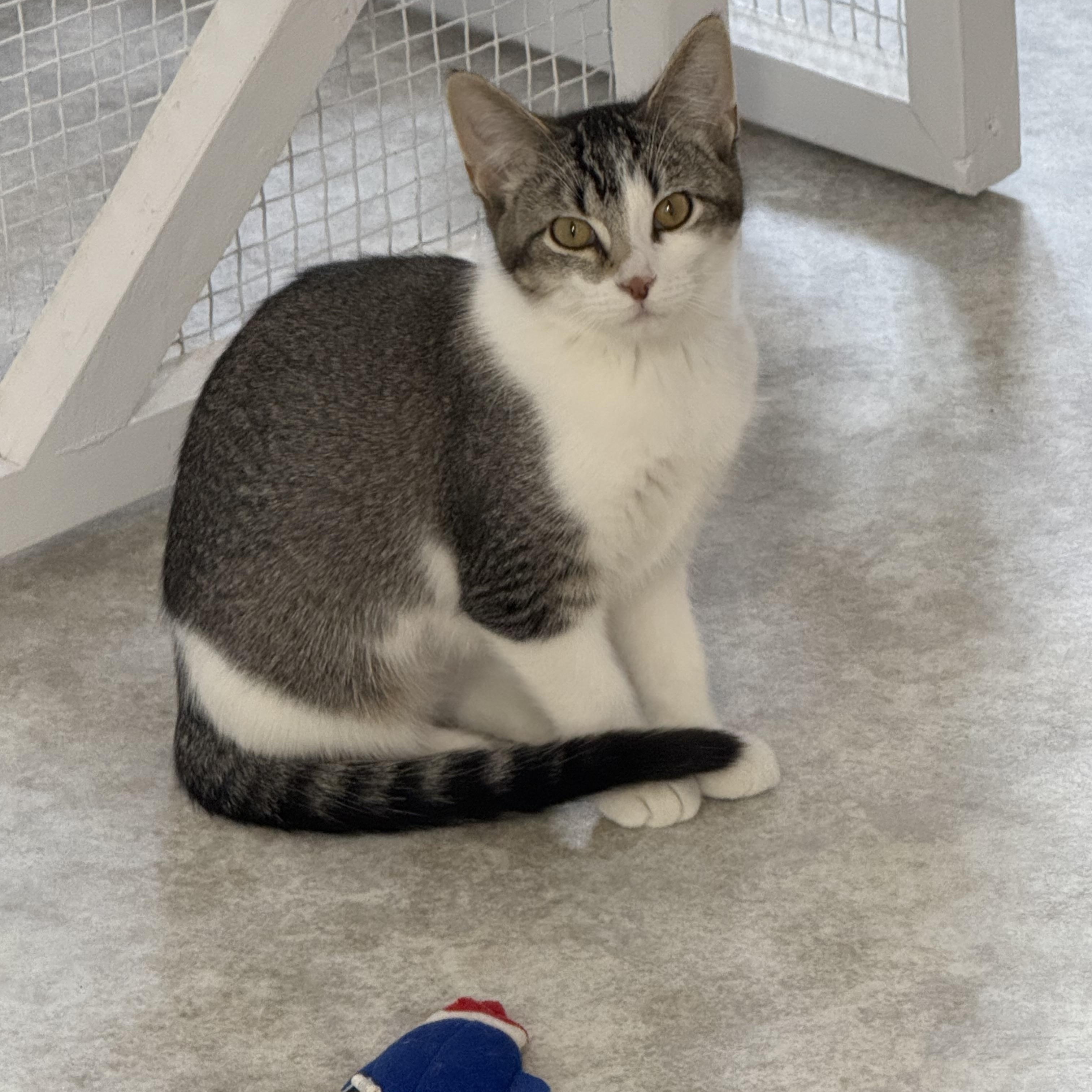 Enlarge Aurora, a ADOPTABLE Domestic Short Hair in Jamestown, ND image 1/1