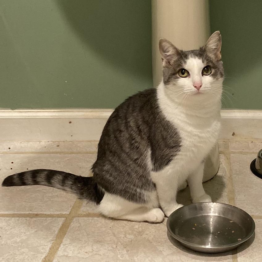 Kitty/Madeline, Adoptable, Adult Female Domestic Short Hair.