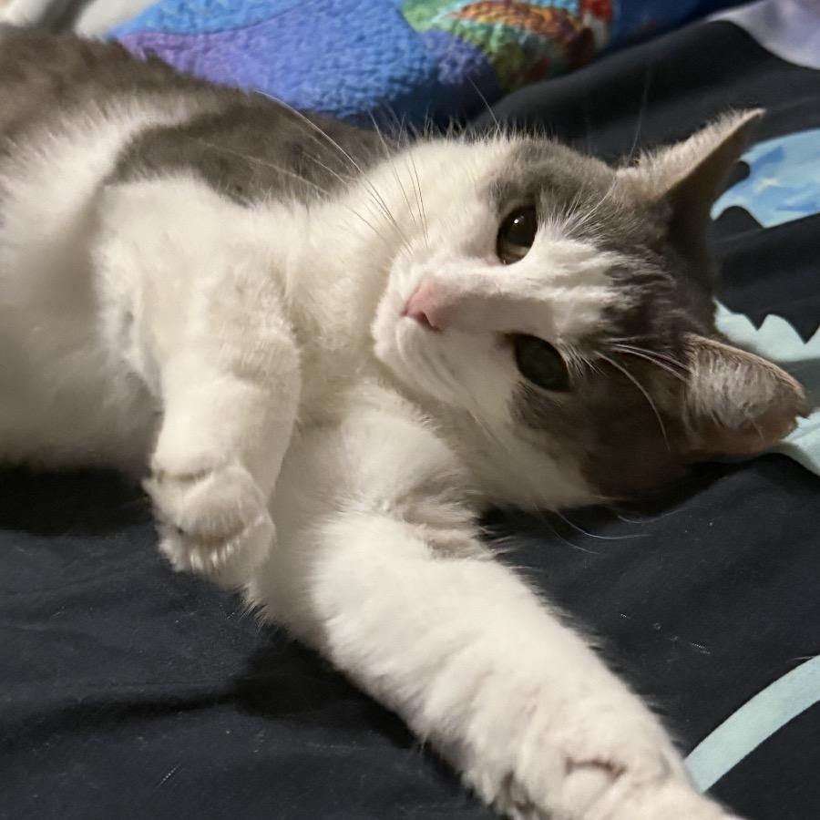 Kitty/Madeline, a Adoptable Domestic Short Hair in Troy, VA image 1/6