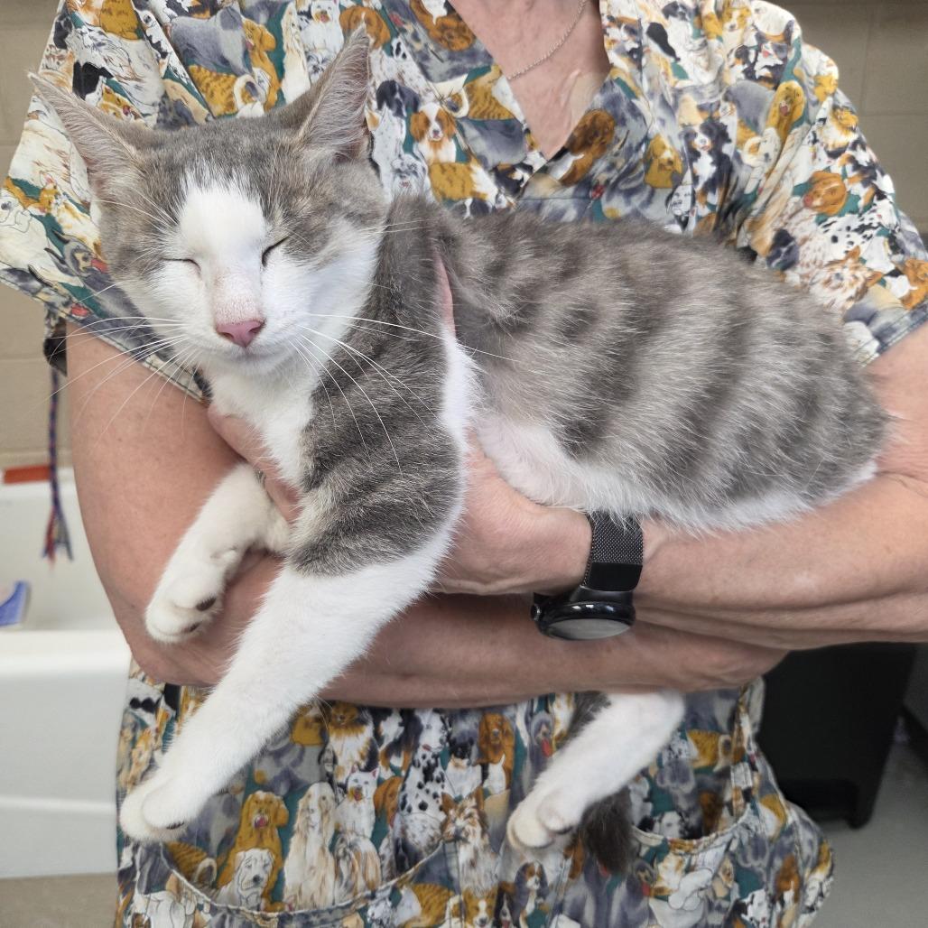 Kitty/Madeline, Adoptable, Adult Female Domestic Short Hair.