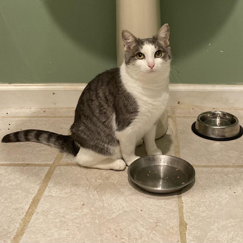 Kitty/Madeline, a Adoptable Domestic Short Hair in Troy, VA image 3/6