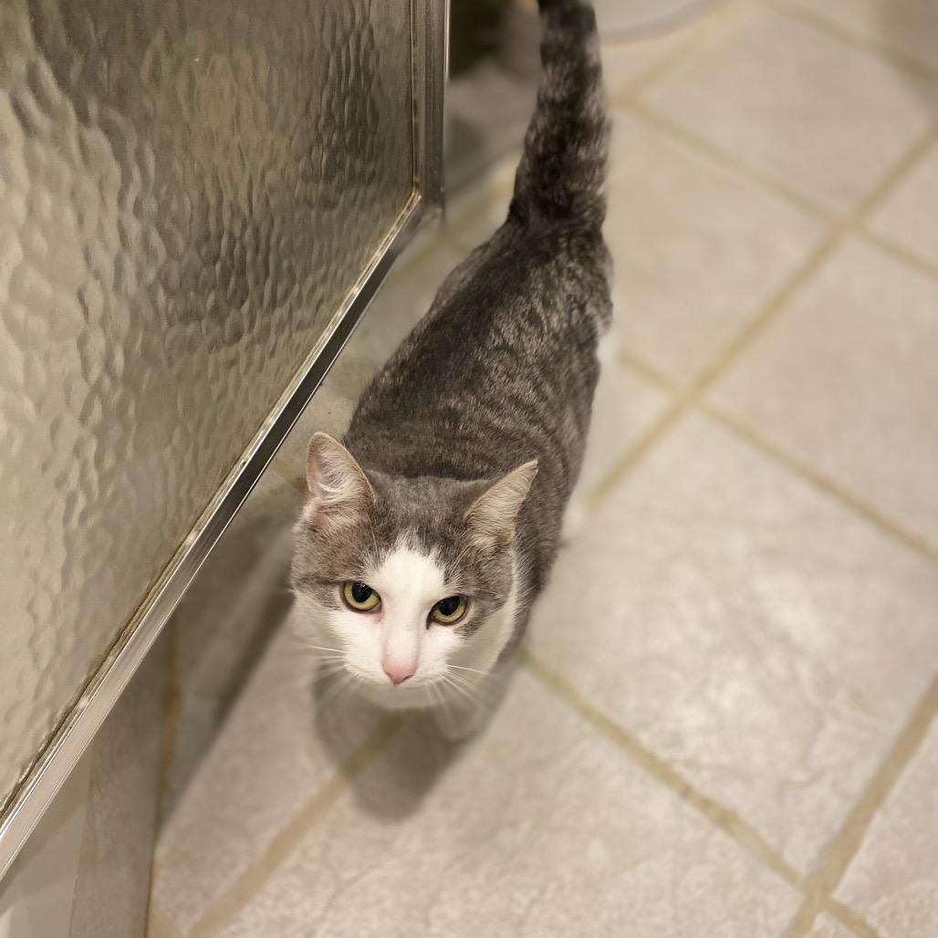 Kitty/Madeline, a Adoptable Domestic Short Hair in Troy, VA image 4/6