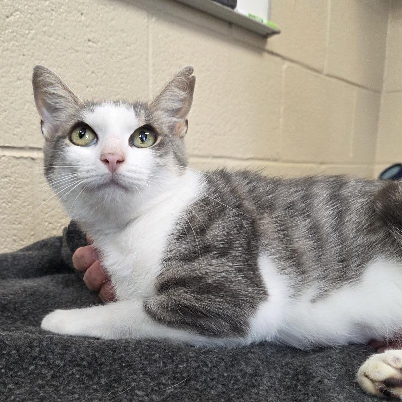 Kitty/Madeline, a Adoptable Domestic Short Hair in Troy, VA image 6/6