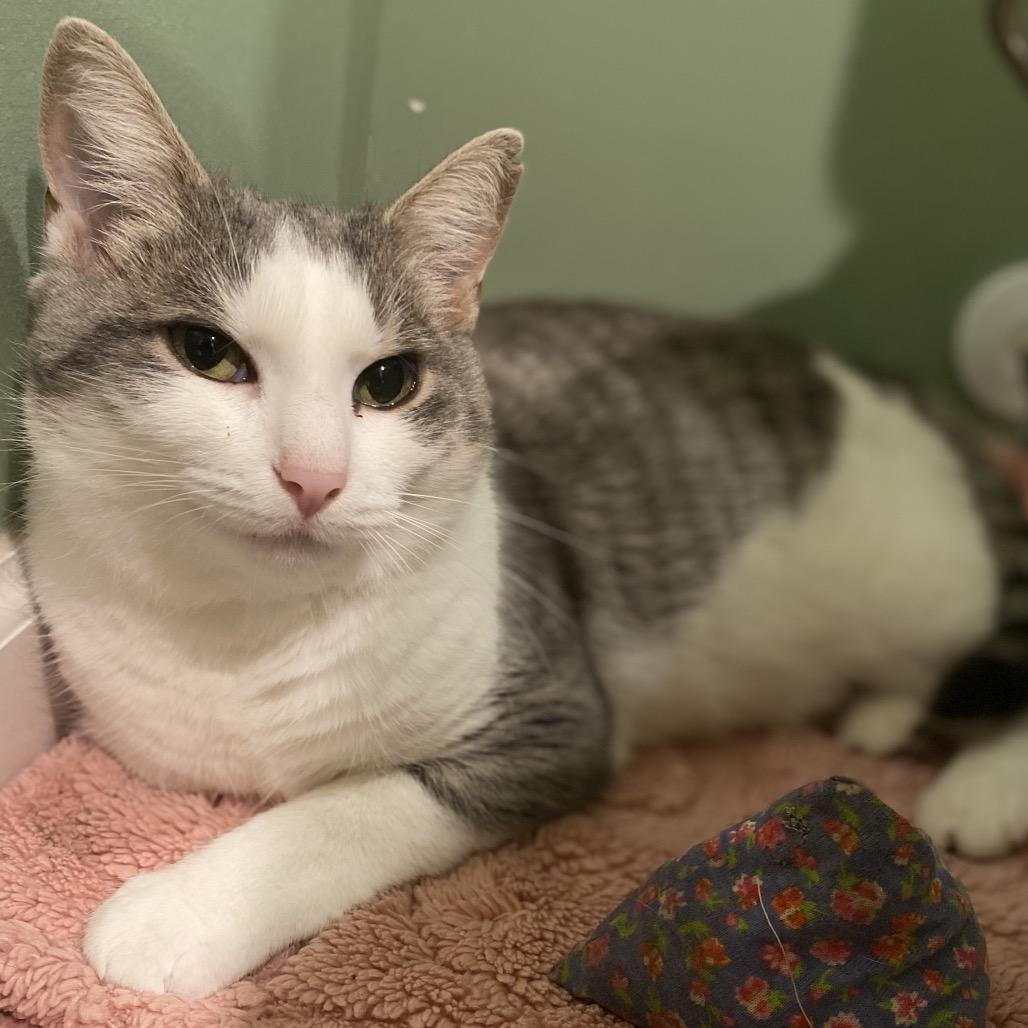 Enlarge Kitty/Madeline, a Adoptable Domestic Short Hair in Troy, VA image 6/6