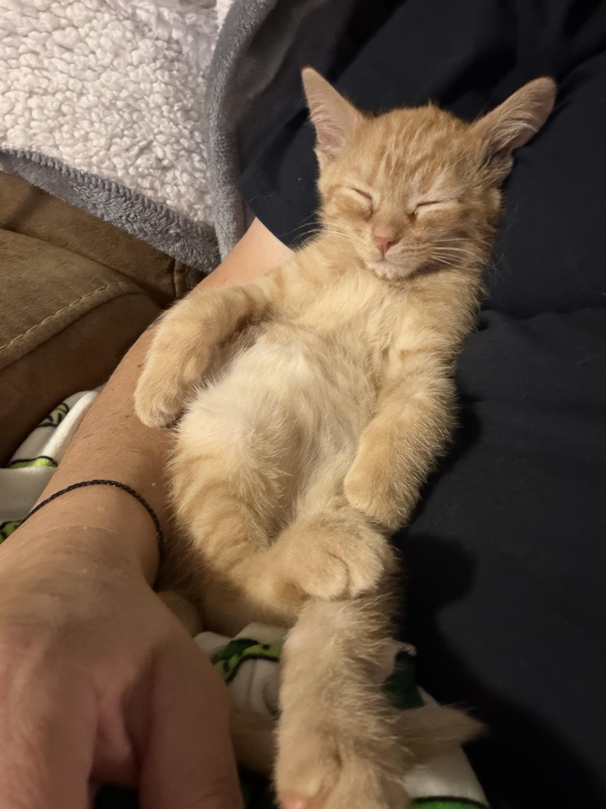 Enlarge Little Bear, a Adopted Domestic Short Hair in Campbellsville, KY image 1/6
