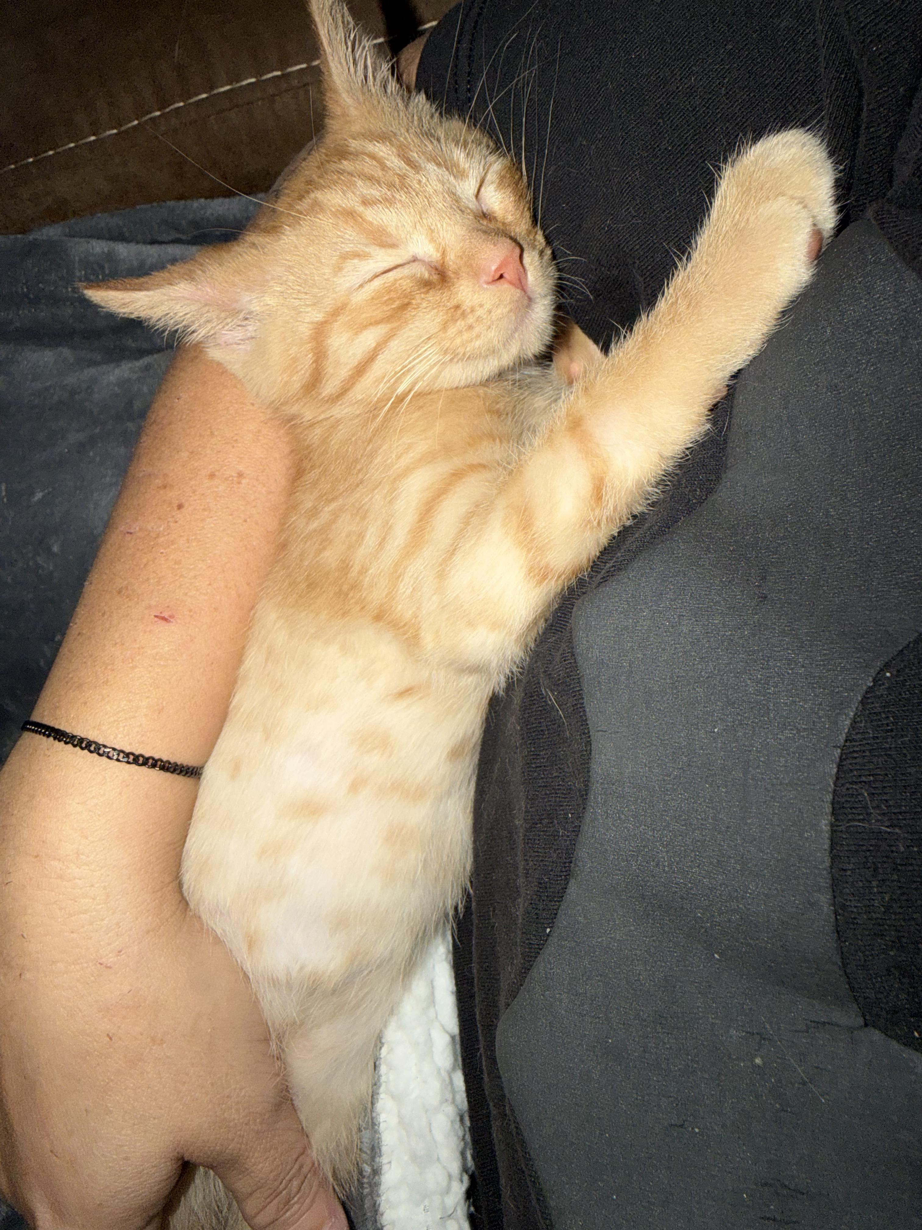 Enlarge Little Bear, a Adopted Domestic Short Hair in Campbellsville, KY image 3/6
