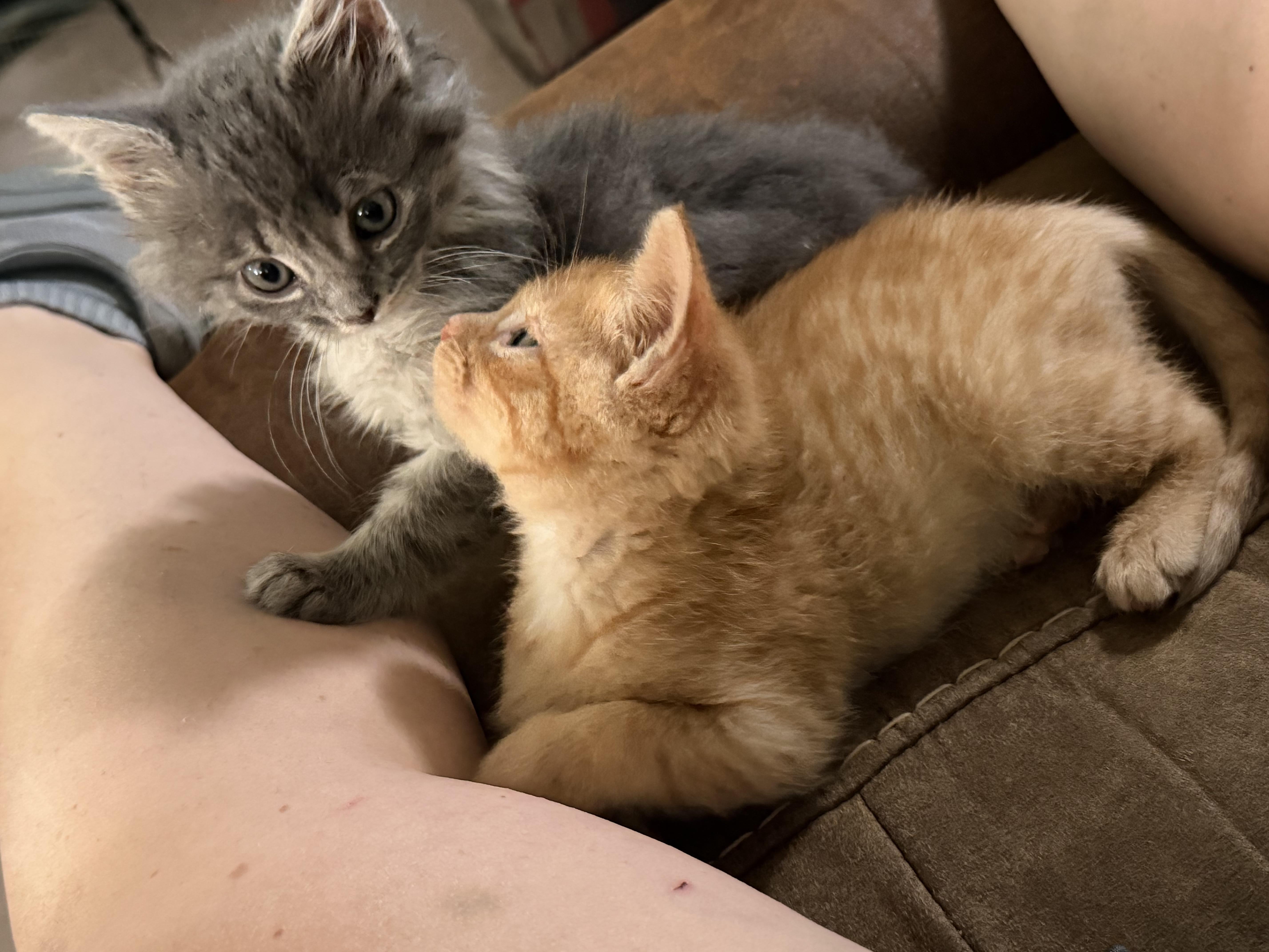Enlarge Little Bear, a Adopted Domestic Short Hair in Campbellsville, KY image 5/6