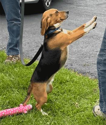 Enlarge Daisy, an adopted Beagle in West Decatur, PA image 4/4