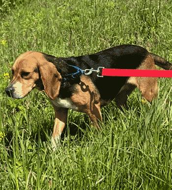 Daisy, adopted, Adult Female Beagle.