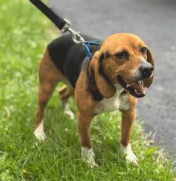 Enlarge Daisy, an adopted Beagle in West Decatur, PA image 2/4