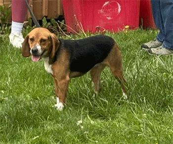 Enlarge Daisy, an adopted Beagle in West Decatur, PA image 3/4