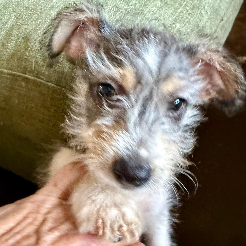 Dipper, Adoptable, Puppy Male Terrier.