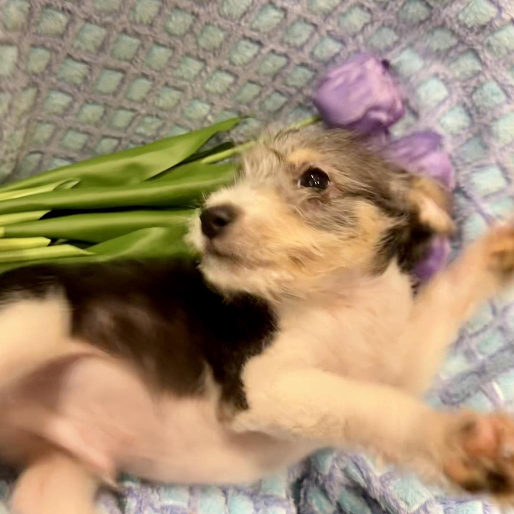 Dipper, a Adoptable mixed breed in Ennis, TX image 2/3