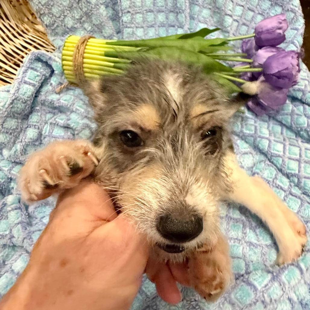 Dipper, a Adoptable mixed breed in Ennis, TX image 3/3