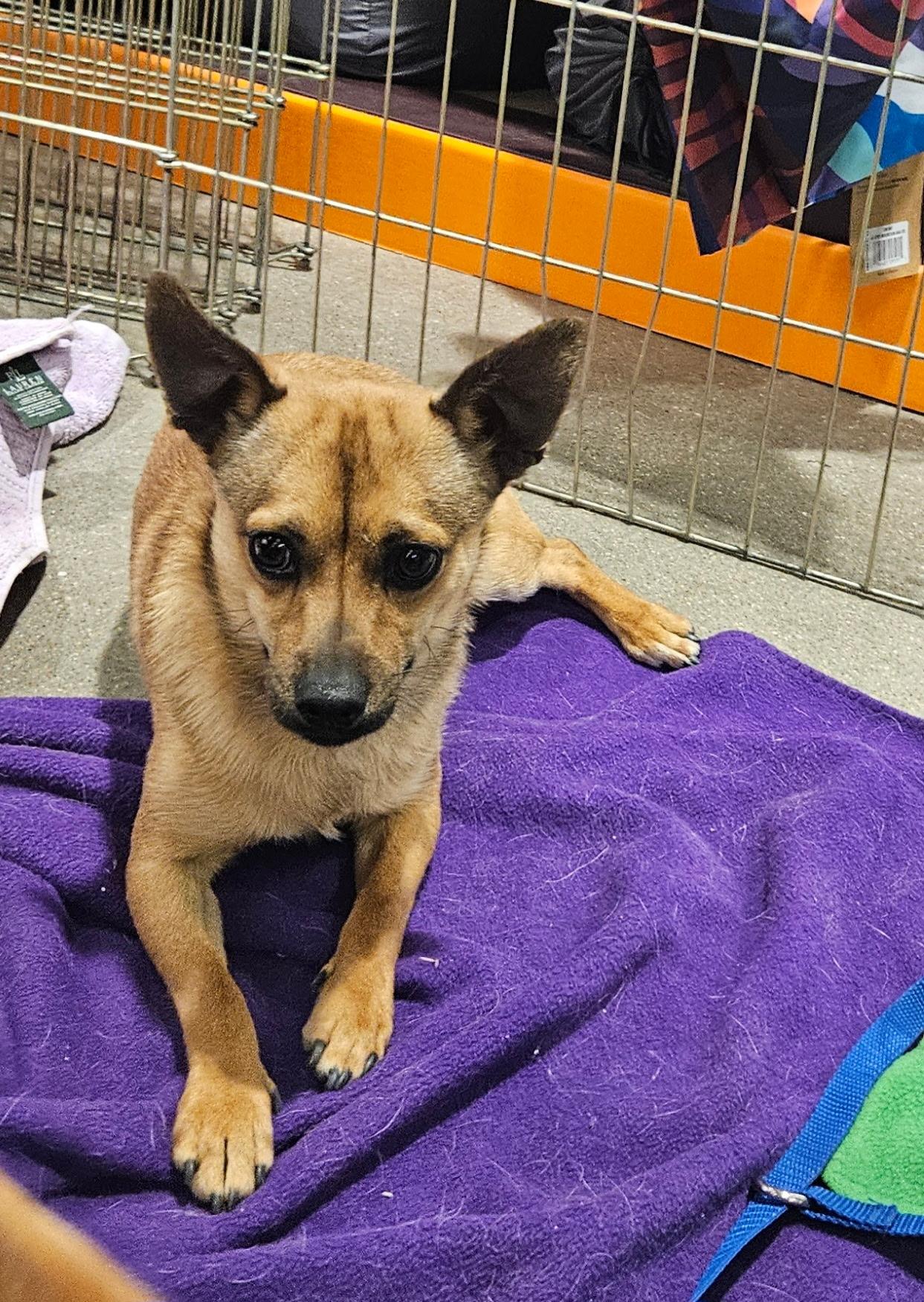 Enlarge Victor, a Adoptable mixed breed in Littleton, CO image 2/3