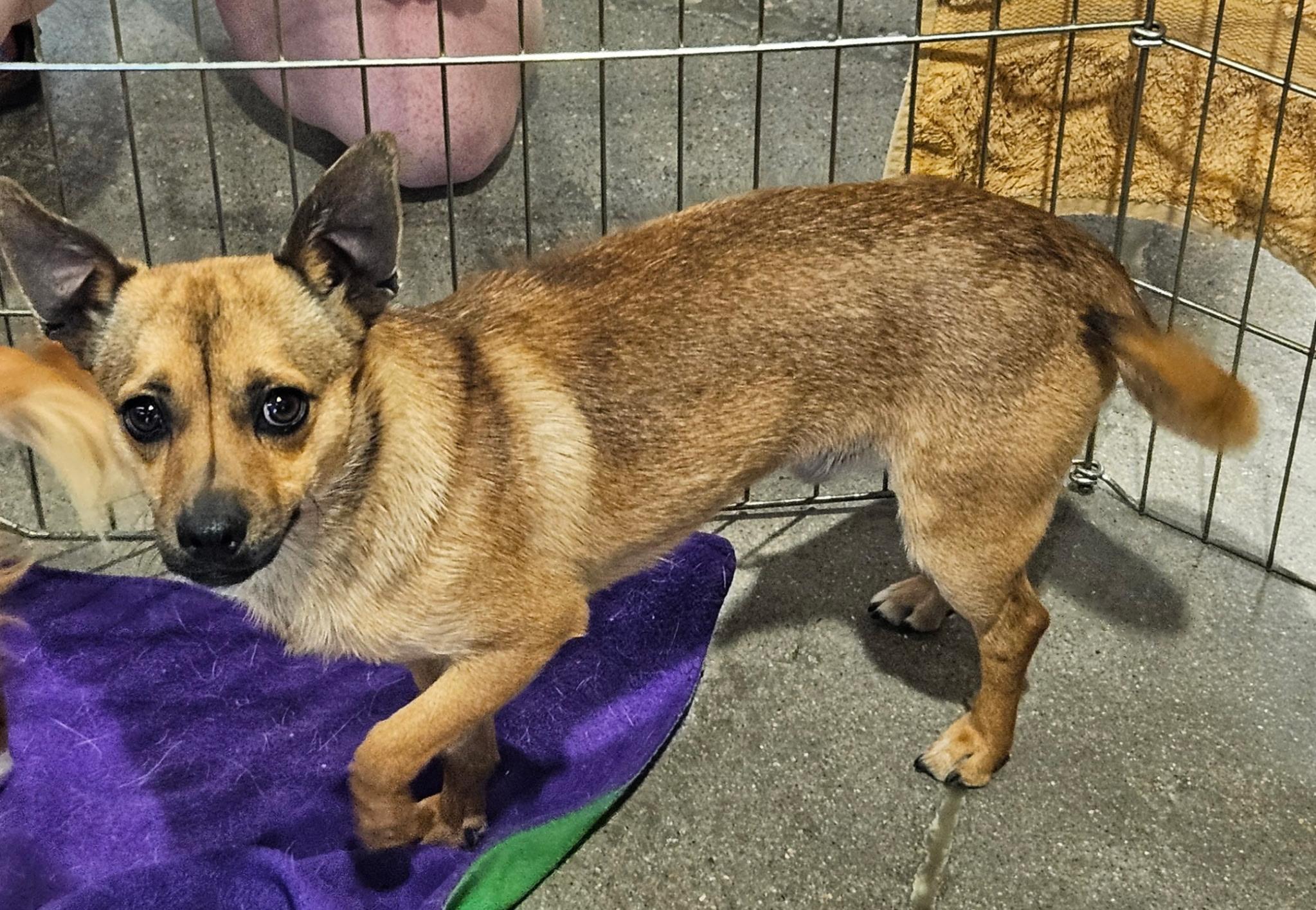 Enlarge Victor, a Adoptable mixed breed in Littleton, CO image 1/3