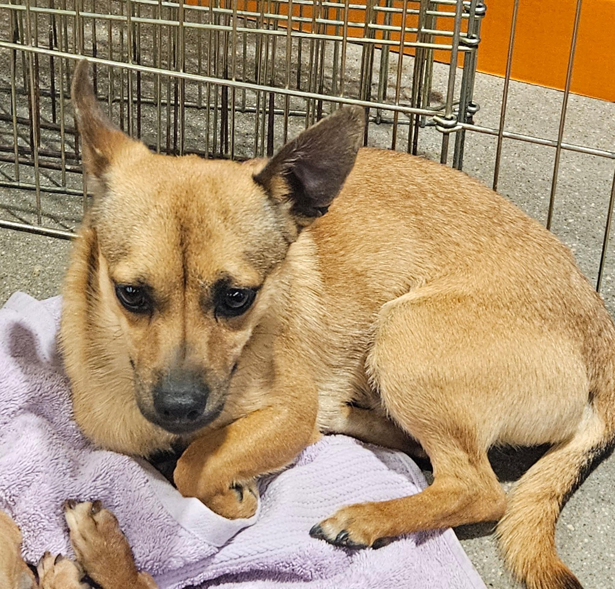 Enlarge Victor, a Adoptable mixed breed in Littleton, CO image 3/3