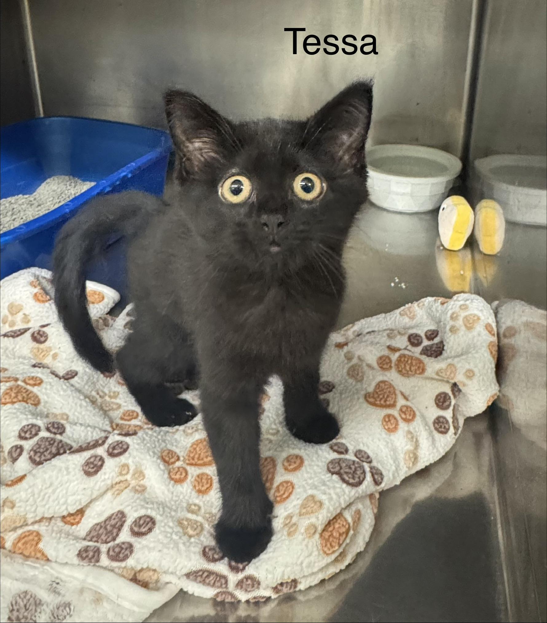 Tessa, Adopted, Kitten Female Domestic Short Hair.