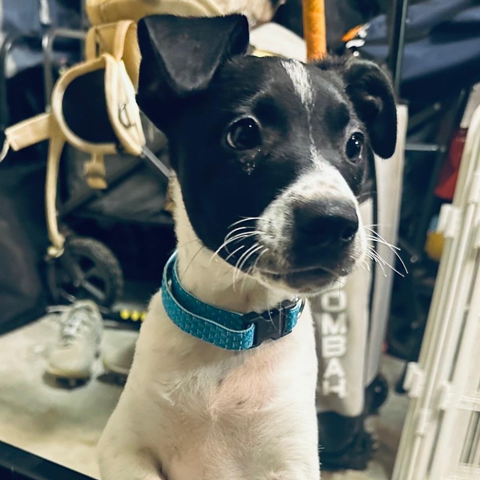 Nacho, Baby Male Mixed Breed
