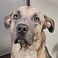 Cody - WAITING FOR HIS FOREVER HOME, Adoptable, Young Male Shepherd.