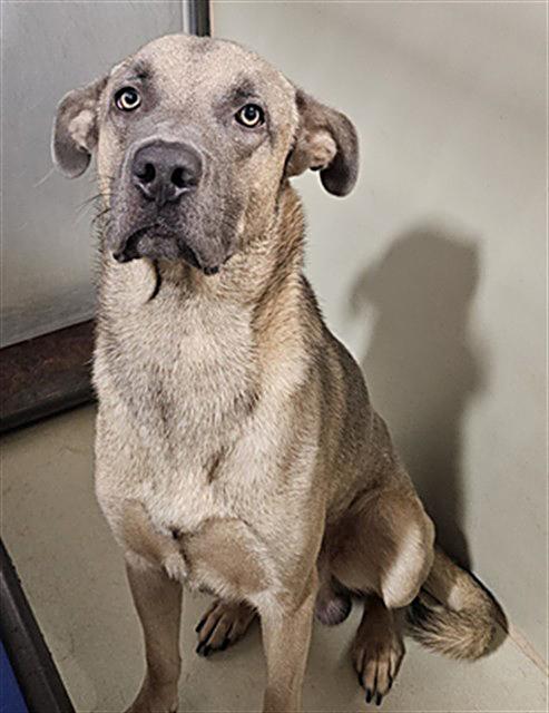 Enlarge Cody - WAITING FOR HIS FOREVER HOME, a Adoptable mixed breed in Thousand Oaks, CA image 2/4
