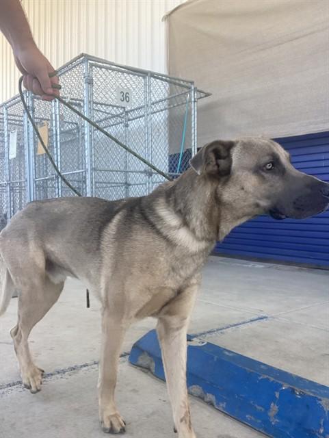 Enlarge Cody - WAITING FOR HIS FOREVER HOME, a Adoptable mixed breed in Thousand Oaks, CA image 3/4