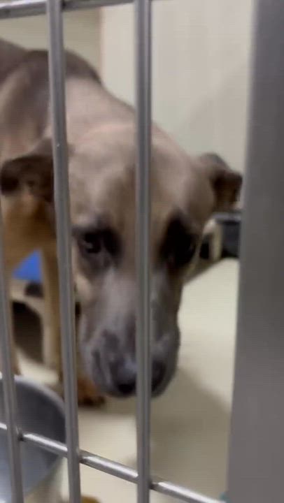 Enlarge Cody - WAITING FOR HIS FOREVER HOME, a Adoptable mixed breed in Thousand Oaks, CA video 4/4