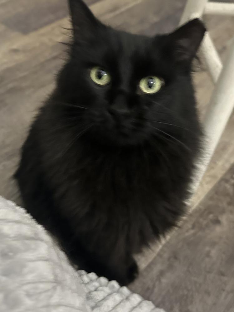 Enlarge Alice, a Adoptable mixed breed in Lafayette, CO image 1/5