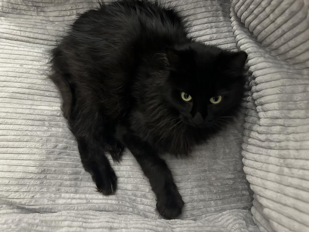 Enlarge Alice, a Adoptable mixed breed in Lafayette, CO image 2/5