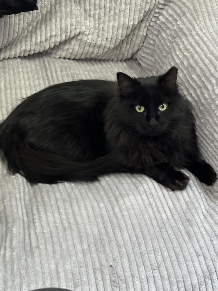 Enlarge Alice, a Adoptable mixed breed in Lafayette, CO image 3/5