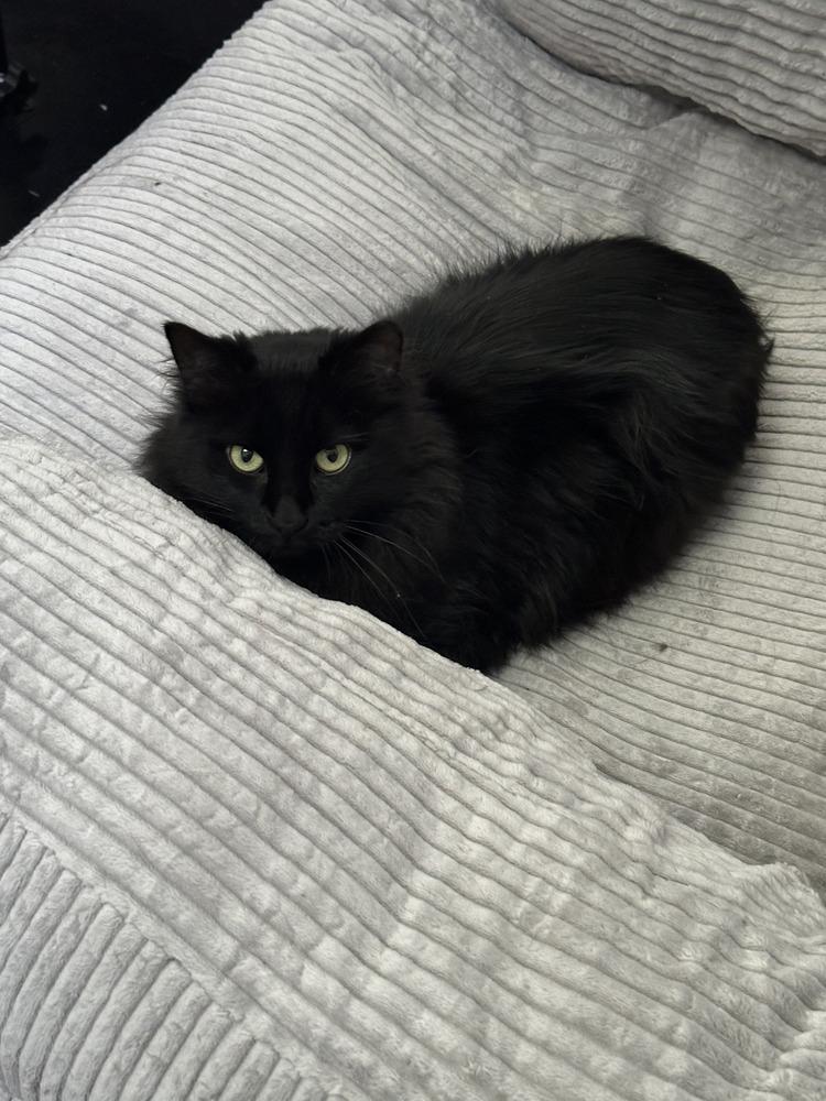 Enlarge Alice, a Adoptable mixed breed in Lafayette, CO image 4/5