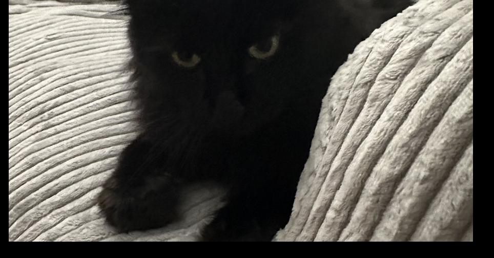 Enlarge Alice, a Adoptable mixed breed in Lafayette, CO image 5/5