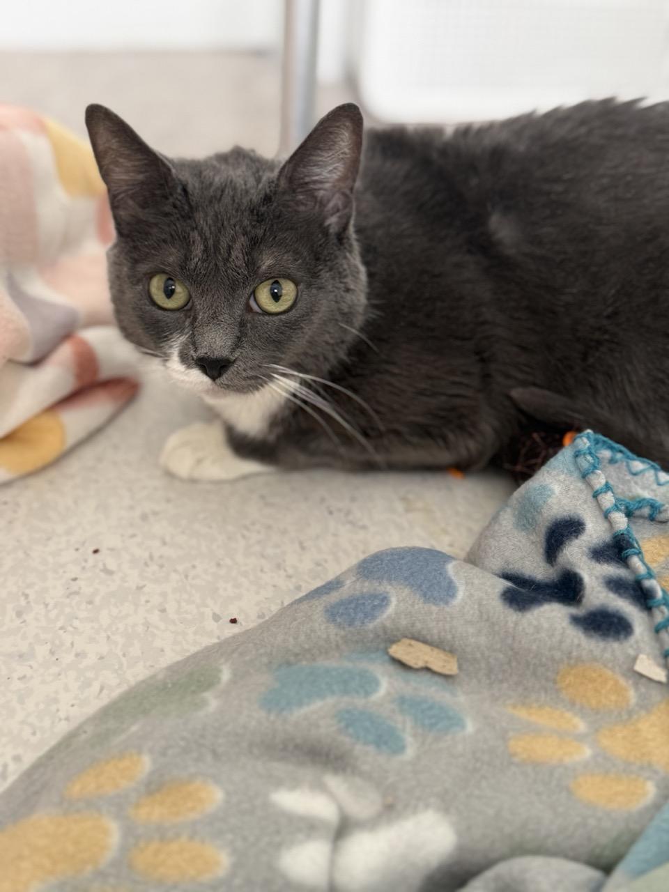 Olive, a ADOPTABLE Domestic Short Hair in Las Vegas, NV image 4/4