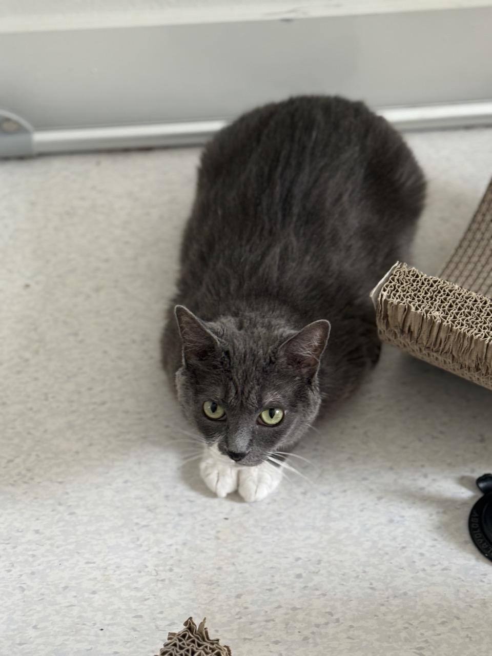 Olive, a ADOPTABLE Domestic Short Hair in Las Vegas, NV image 2/4