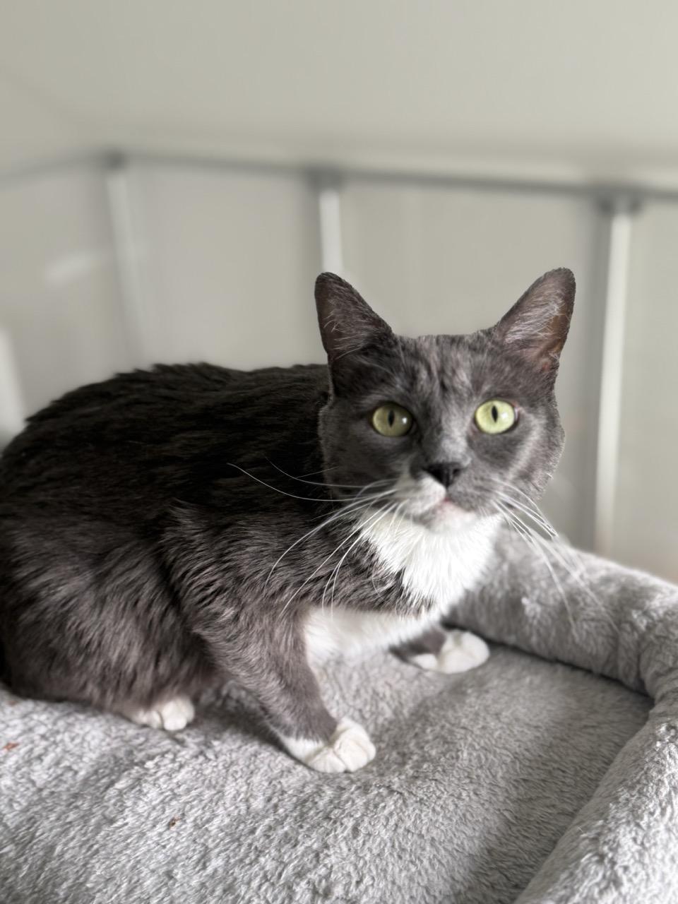 Olive, ADOPTABLE, Young Female Domestic Short Hair.